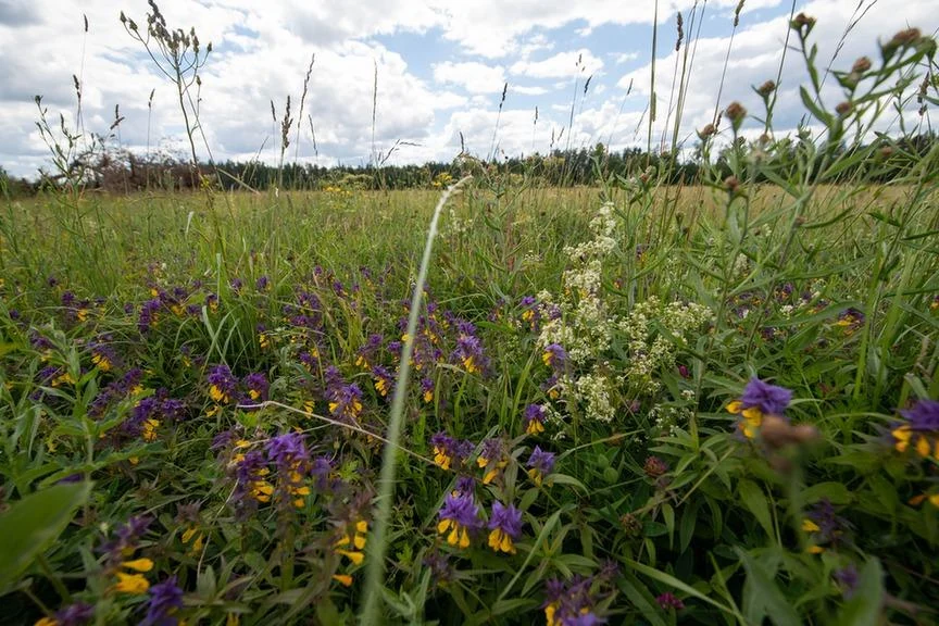 Wildflowers and grasses in a northern Latvian meadow