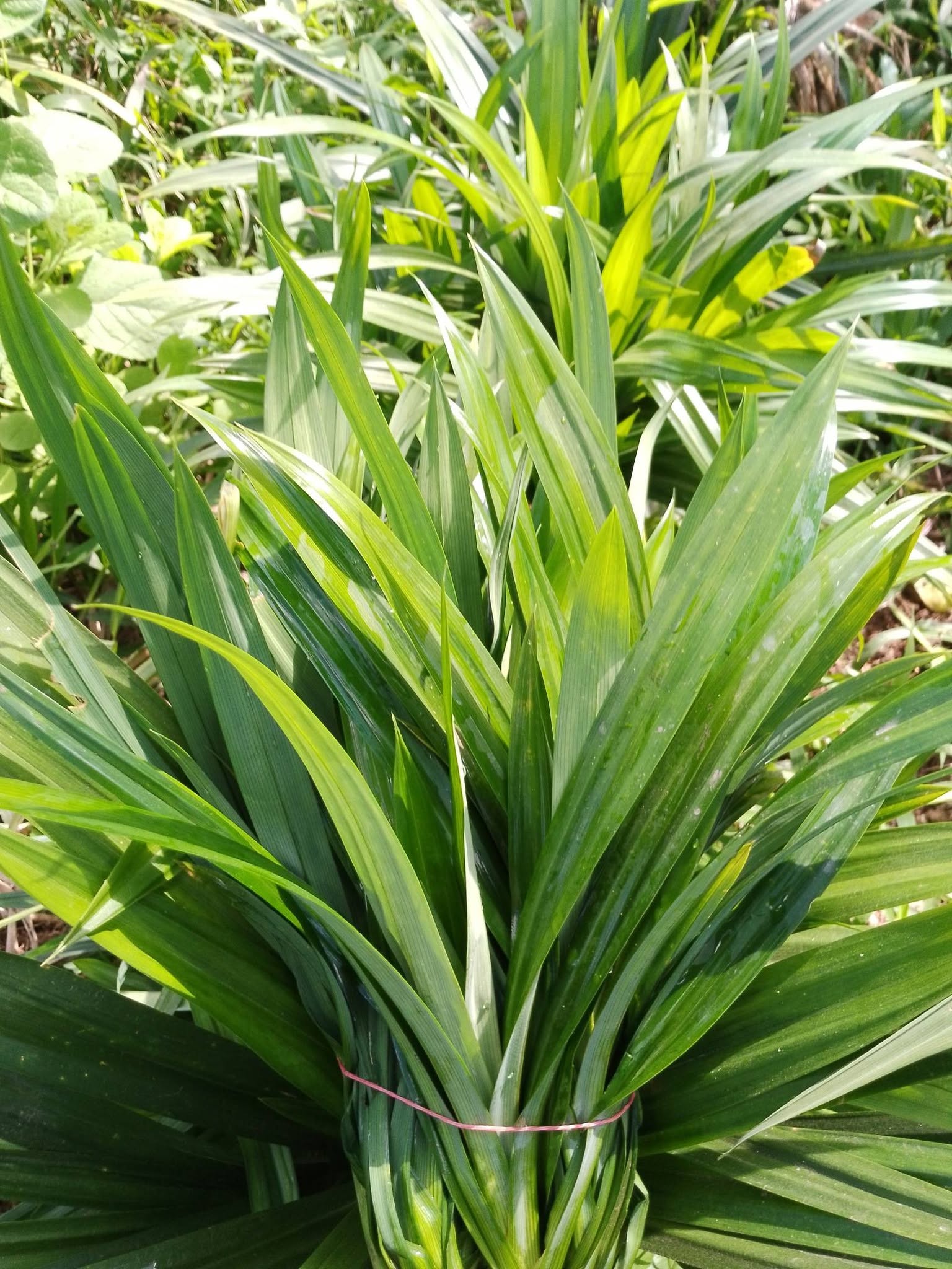 Pandan plant with long aromatic leaves