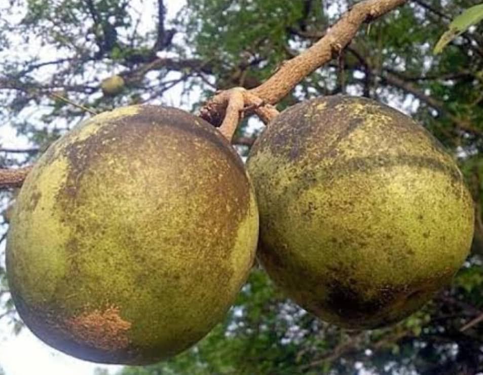 Mature fruit with a hard, woody shell