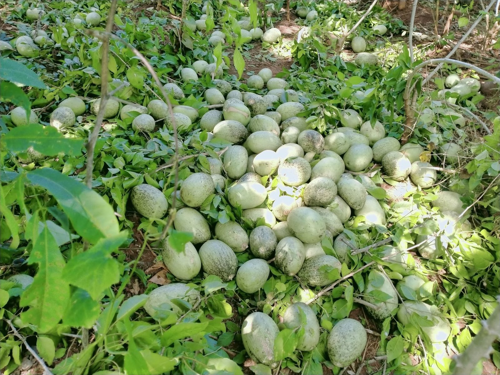 Freshly harvested young bael fruit