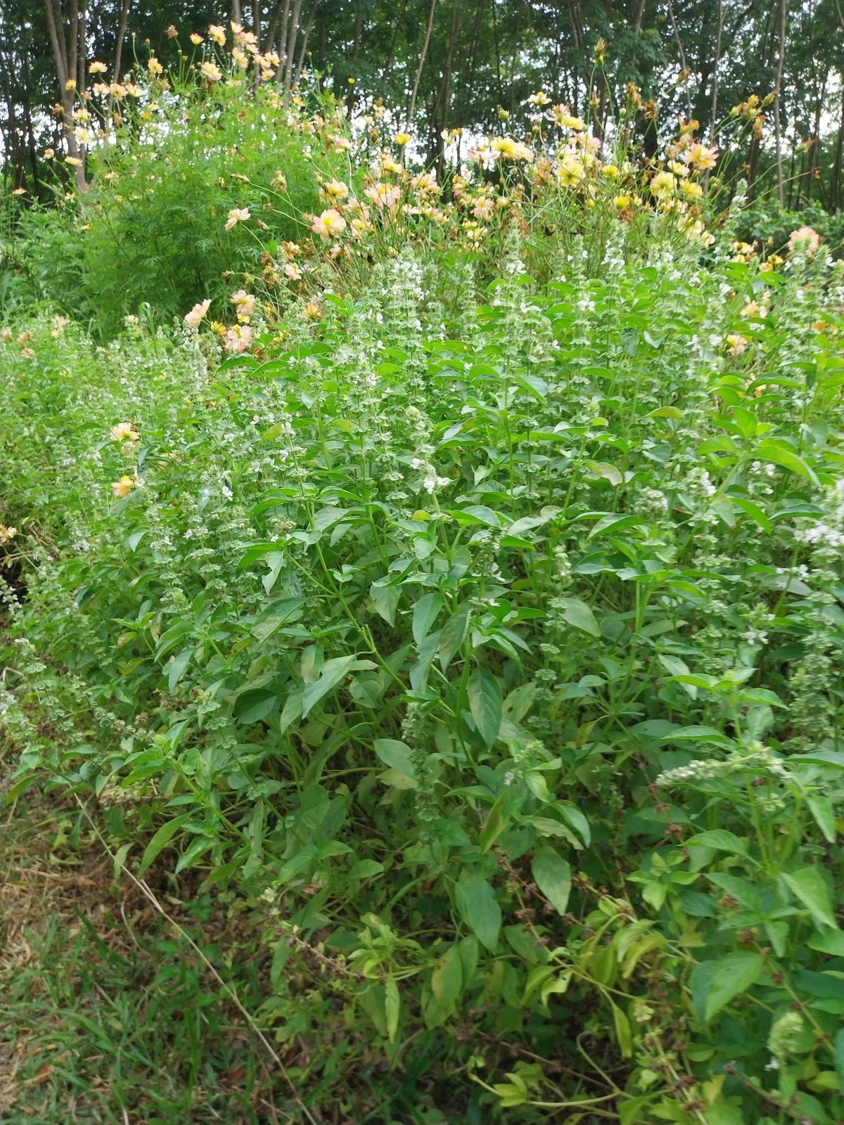 Basil Seeds