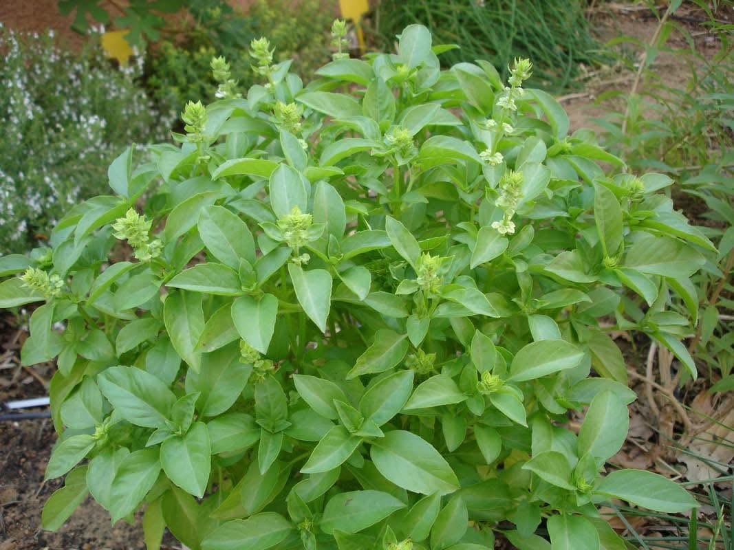 Hairy basil coming into flower