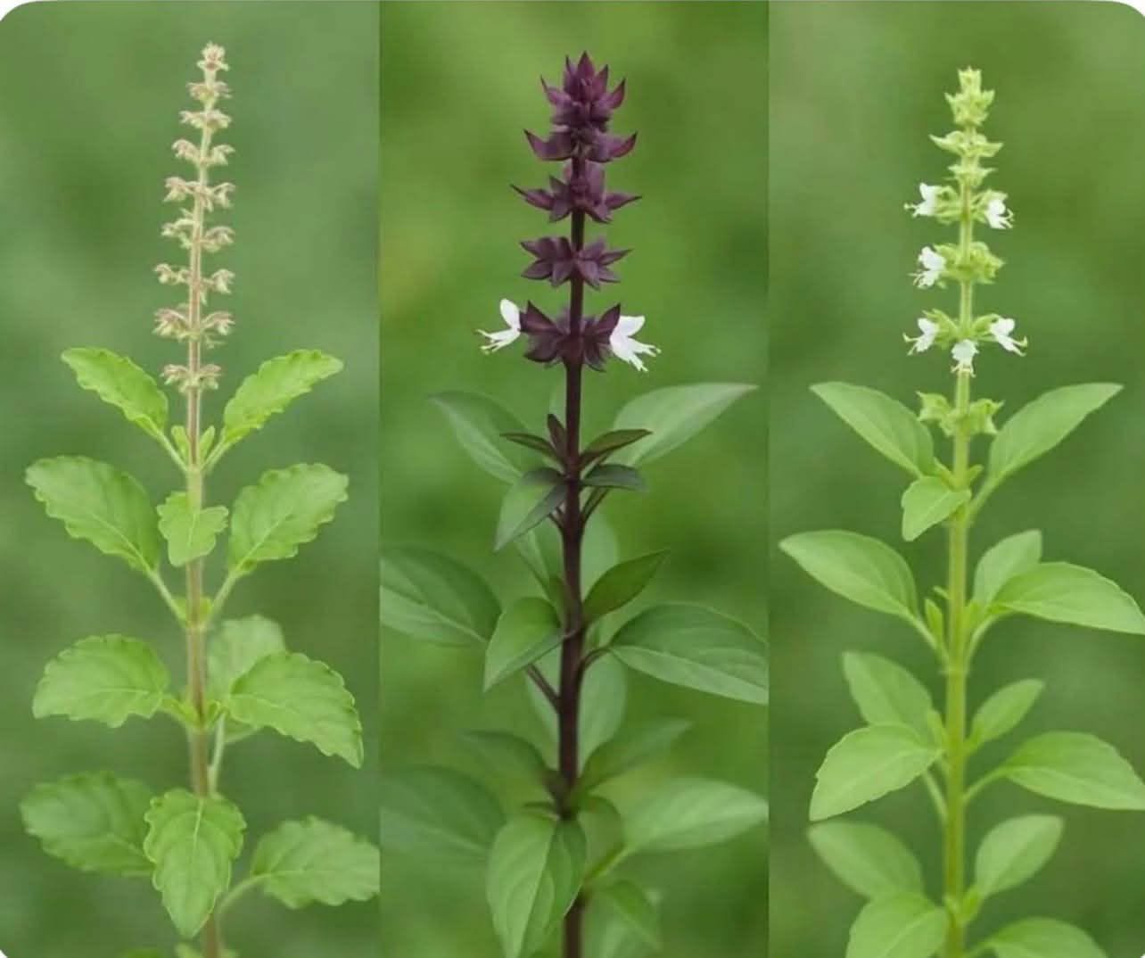 Holy basil · Thai basil · Hairy basil