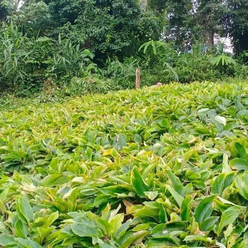 Black Ginger · Kaempferia parviflora