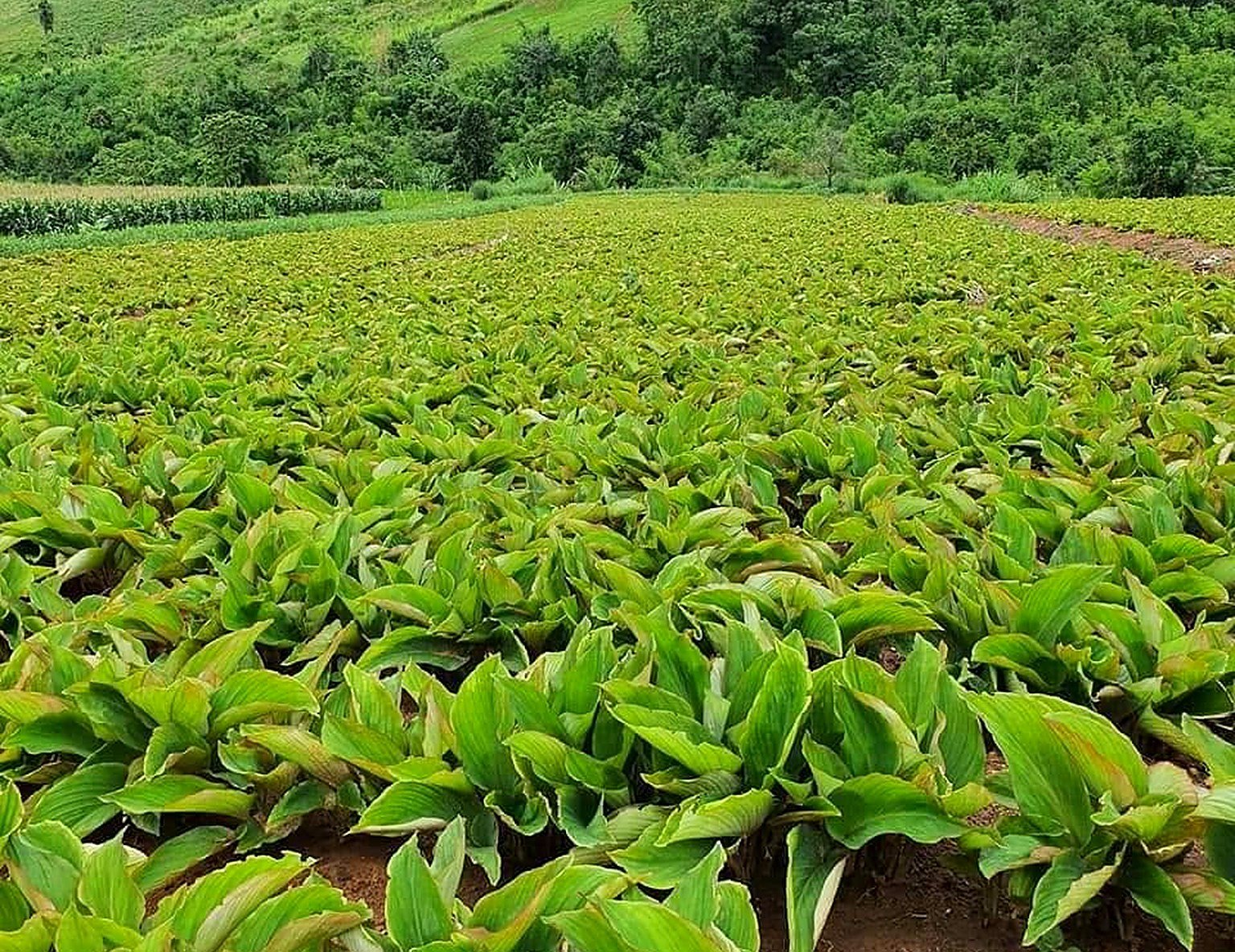 A black ginger field below wooded hills