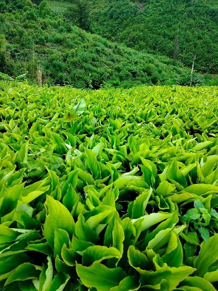Black Ginger · Kaempferia parviflora