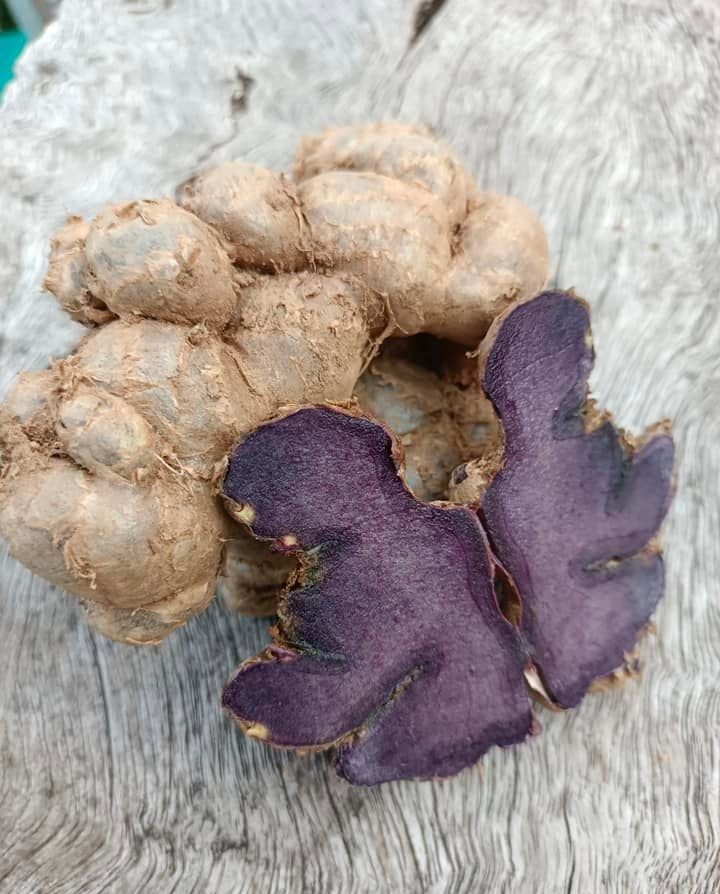 Fresh black ginger cut open: the purple heart