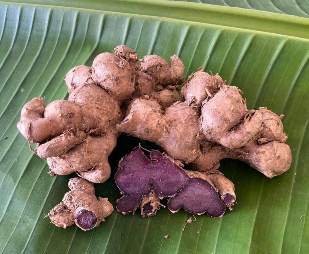 Black Ginger · Kaempferia parviflora
