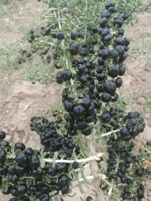 Ripe berries along the spiny branches