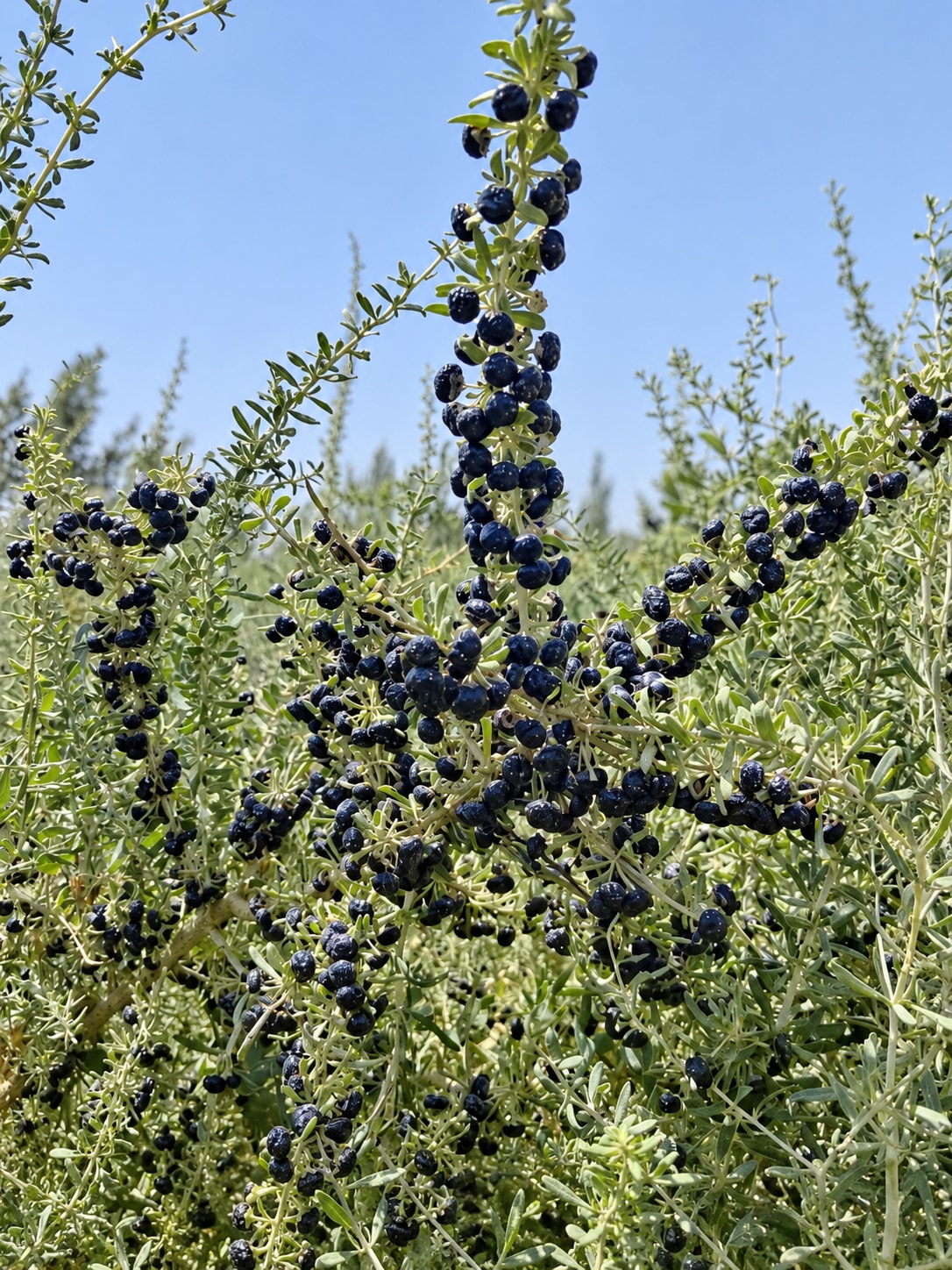 Black Goji