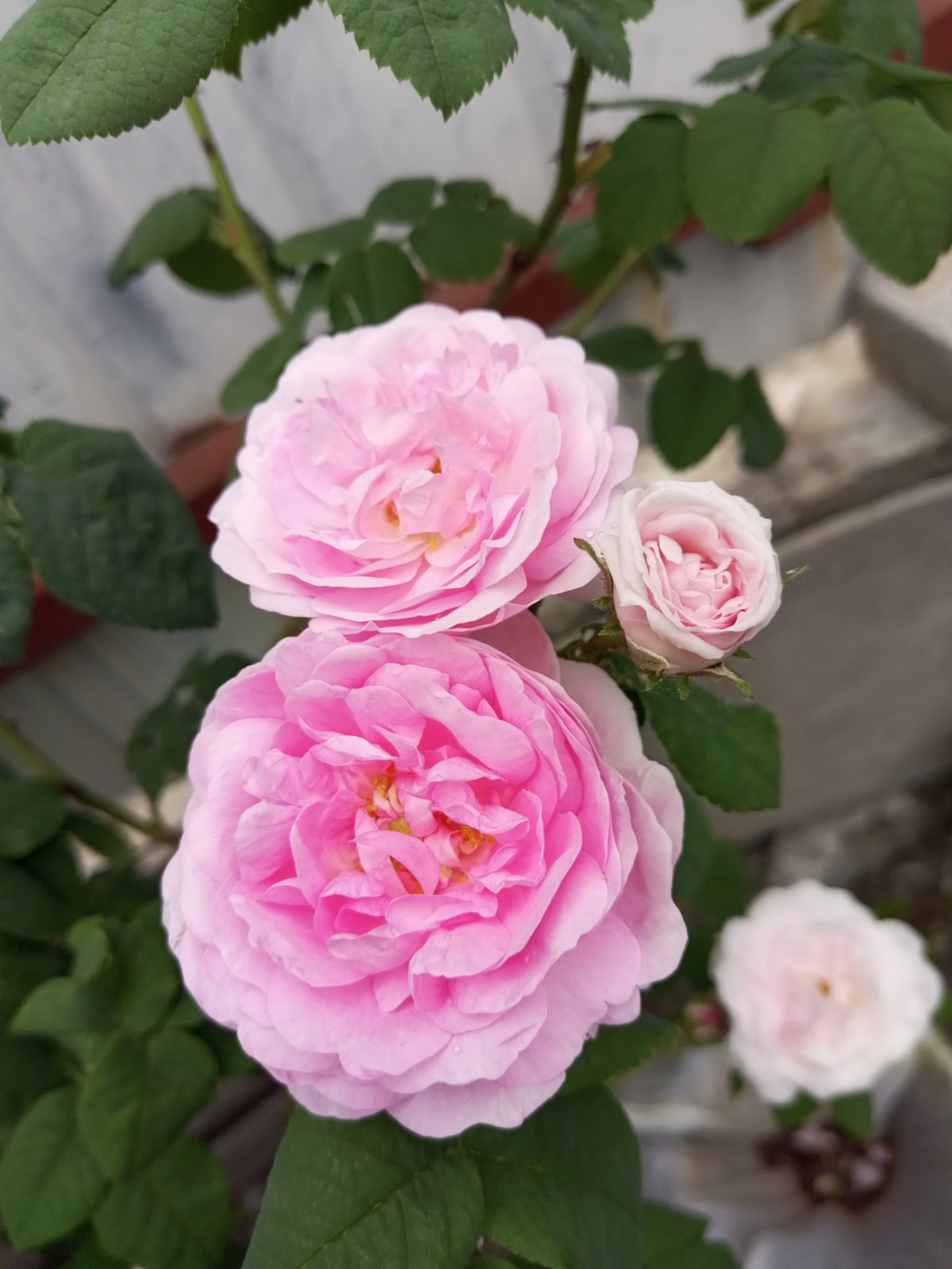Damask rose shrub with pink flowers