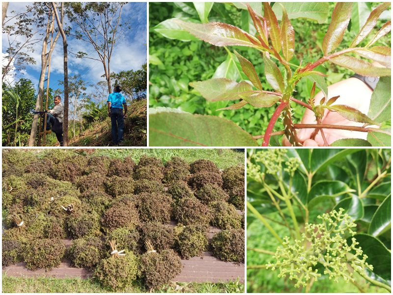 Makhwaen tree, young leaves, harvested fruit clusters and developing fruit in Nan Province