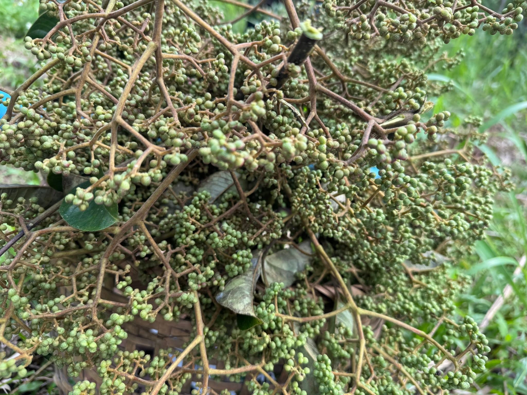Ma Khaen, Mac Khen & Makhwaen: Taste and Uses — Zanthoxylum myriacanthum