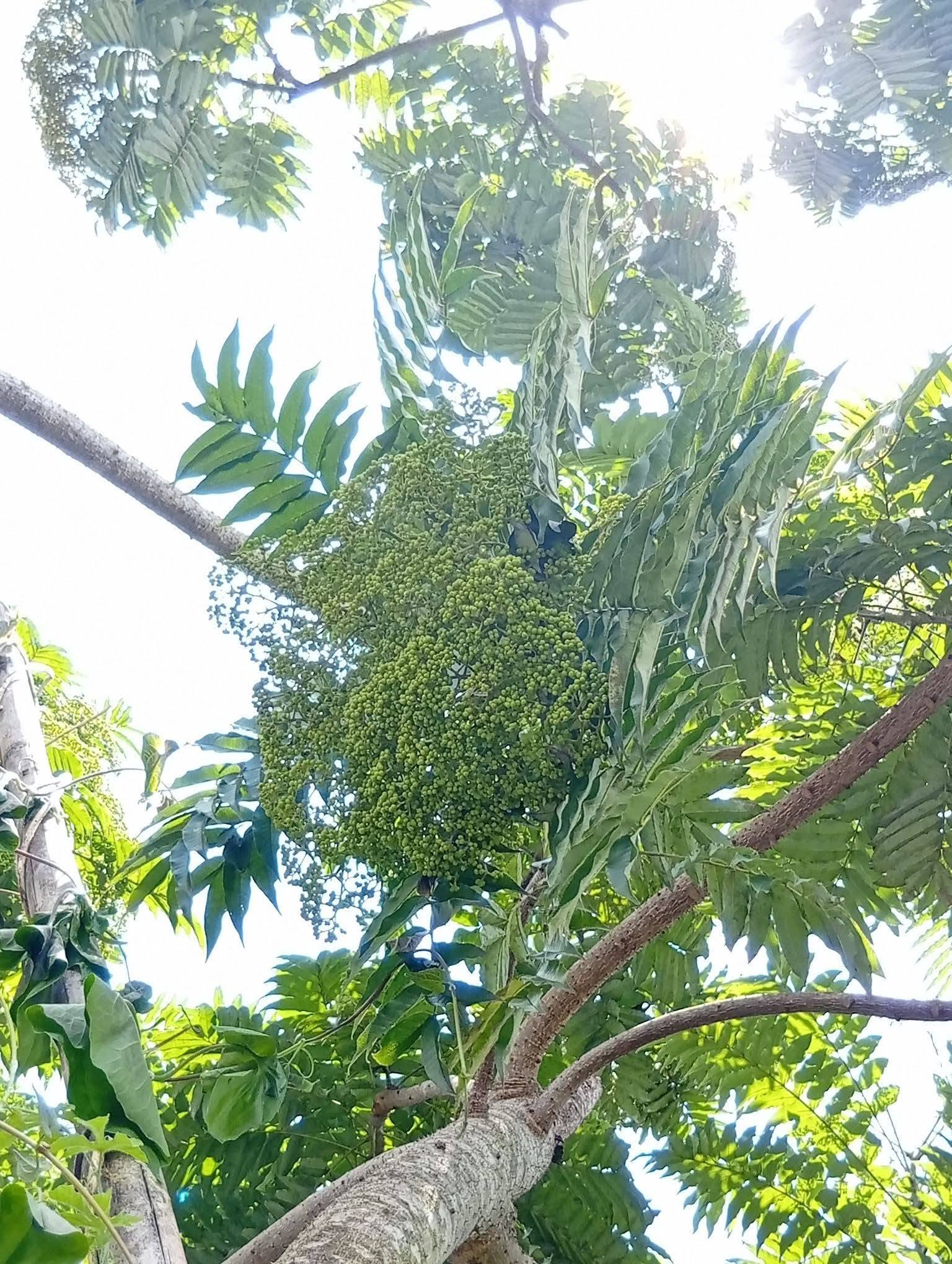 Makhwaen