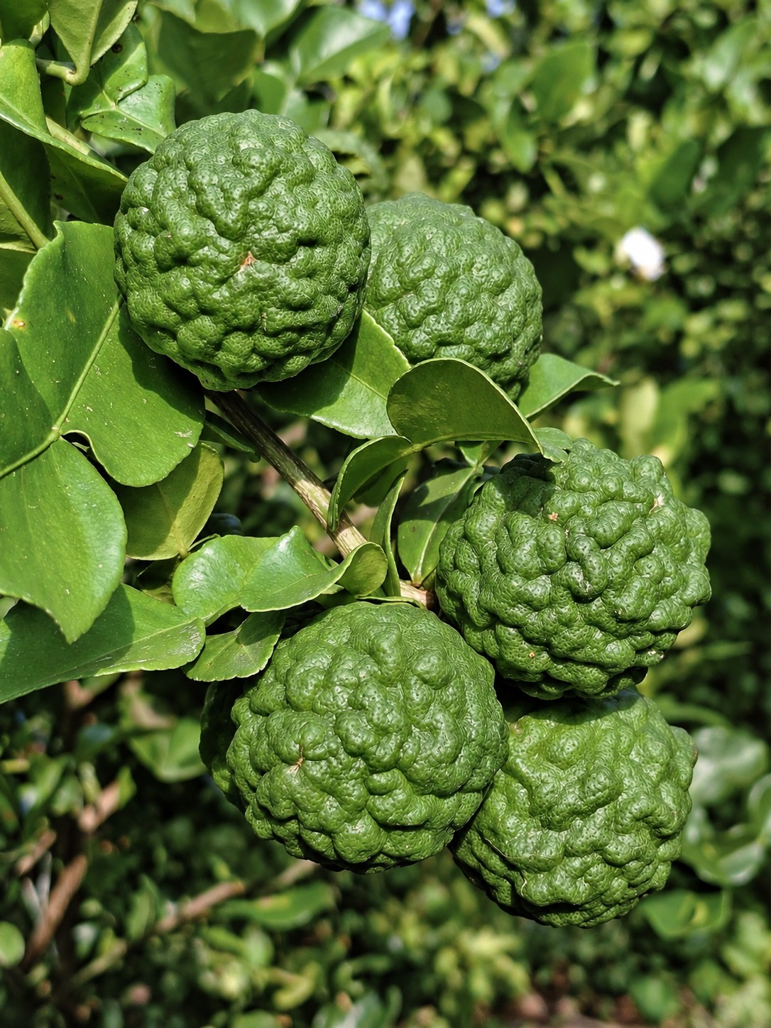 Kaffir Lime Rind: What It Is, How It Differs from the Leaves, and How to Use It in Thai Cooking — Citrus hystrix