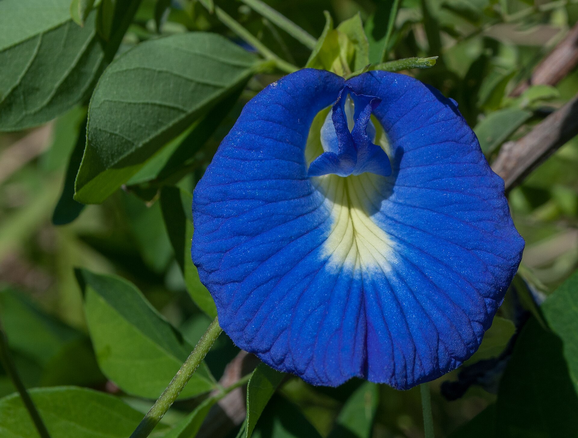 Butterfly pea vine with blue flowers