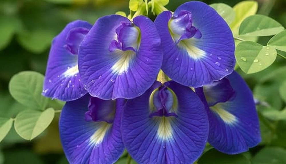 Butterfly Pea · Clitoria ternatea
