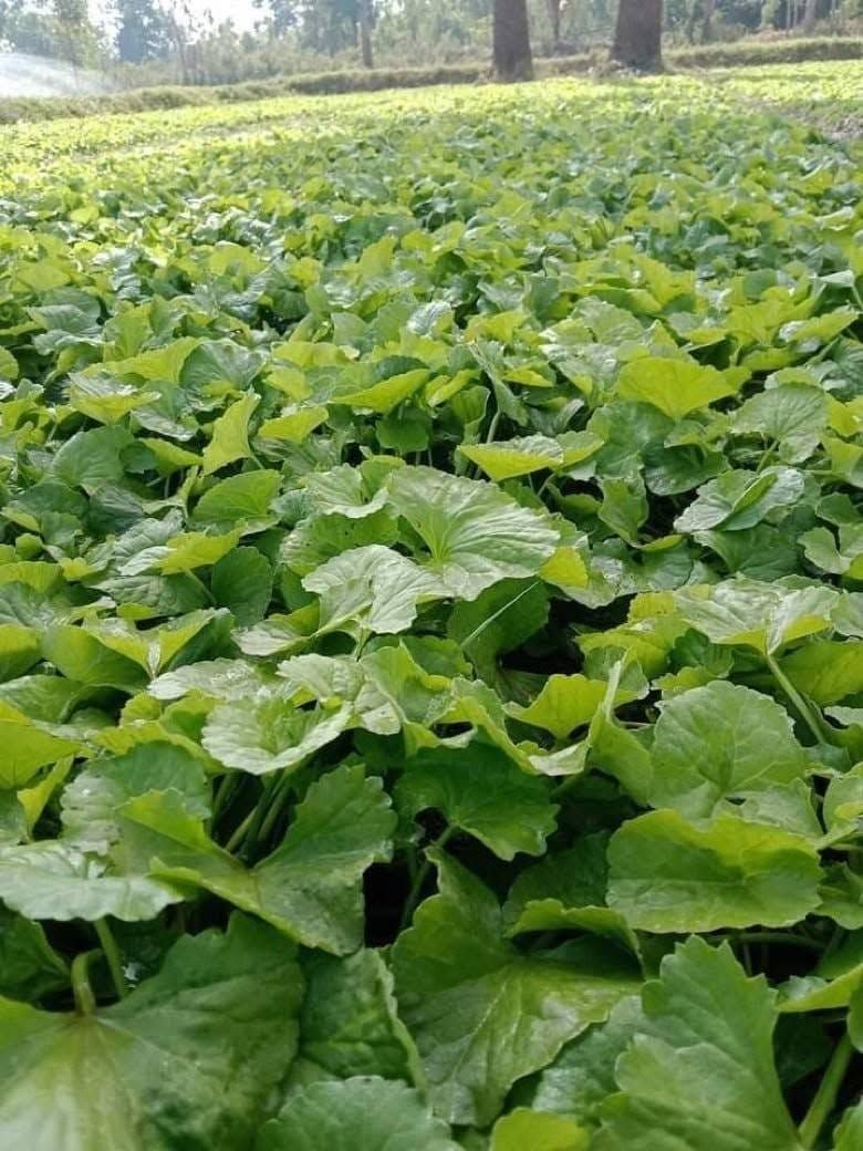 Gotu kola plants growing in a dense green bed