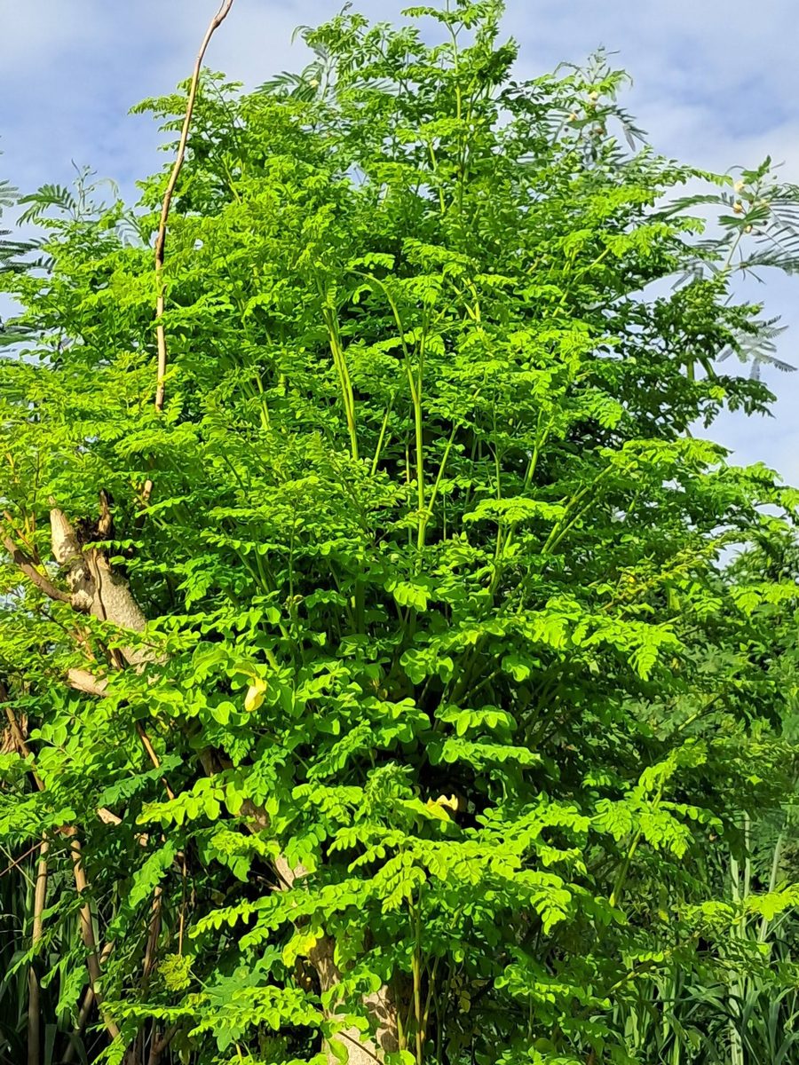 Moringa tree with small leaflets and long hanging seed pods