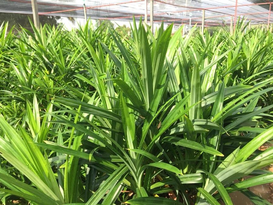 Pandan plants growing under shade netting