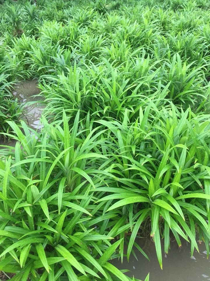 Pandan growing in rows surrounded by water