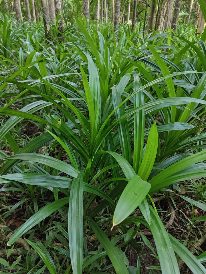 Pandan plant with long green leaves in a shaded woodland setting