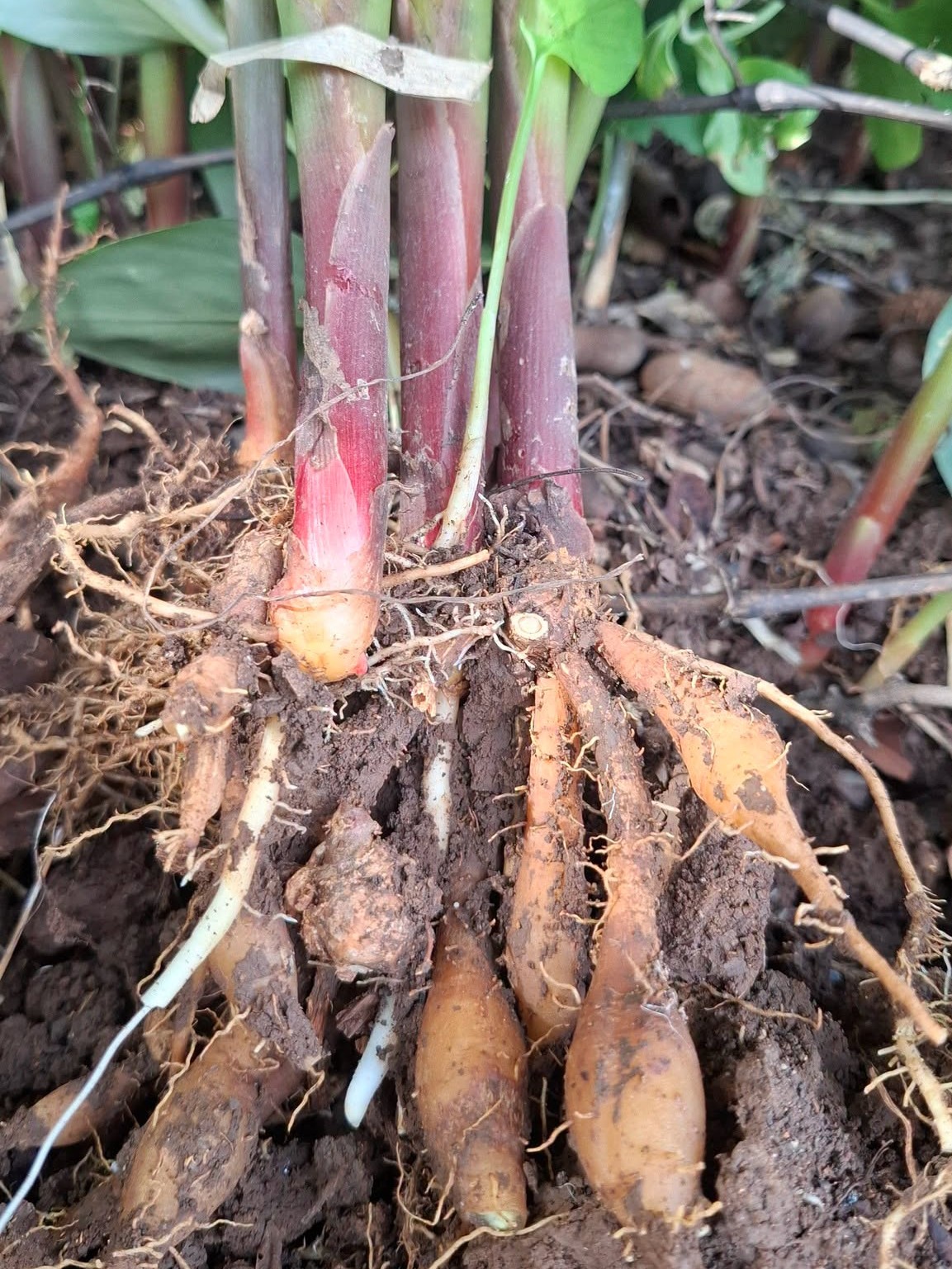 Plante déterrée : bases de pousses roses en haut, racines « doigts » en bas