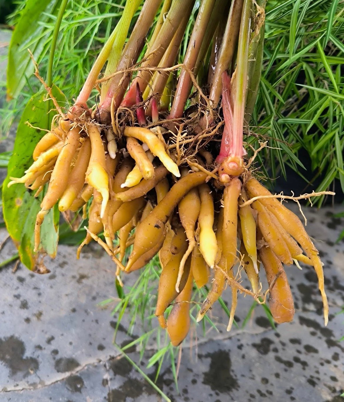 Fraîchement déterré : racines de réserve en forme de doigts sur un petit rhizome