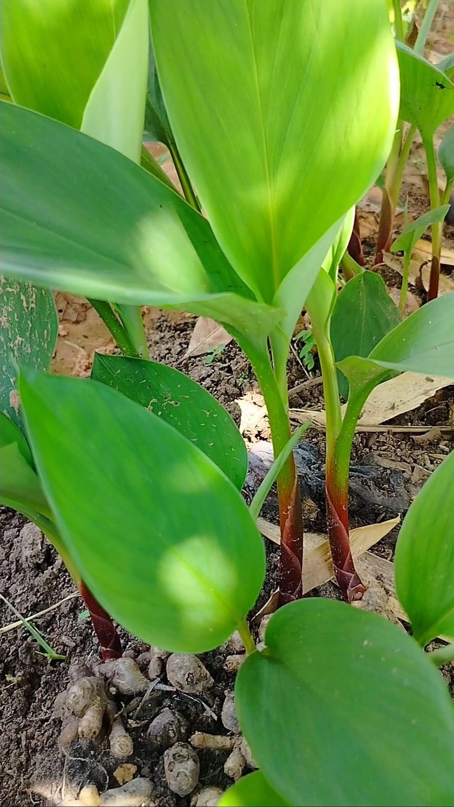 Fingerroot plant and finger-shaped rhizomes