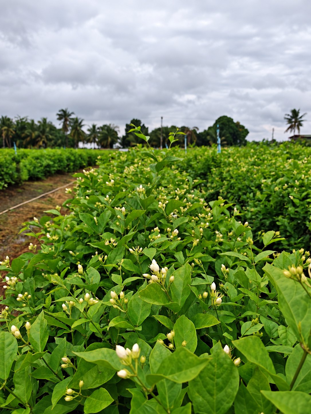 Rows of jasmine in bud in Thailand