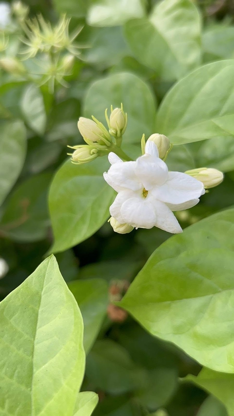 Arabian Jasmine
