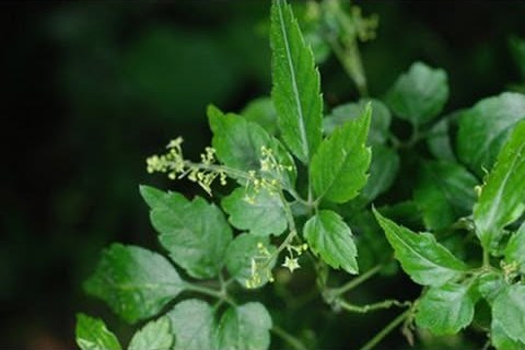 Tiny star-shaped flowers in loose sprays