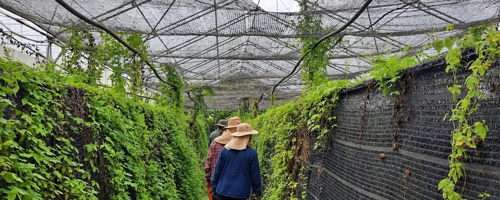 Jiaogulan vines growing under shade netting