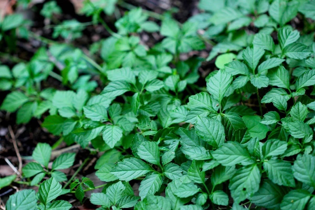 Young vines: leaves of three to five toothed leaflets