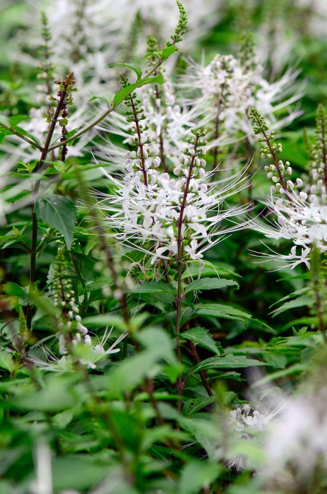 Java tea plant with distinctive flower spikes