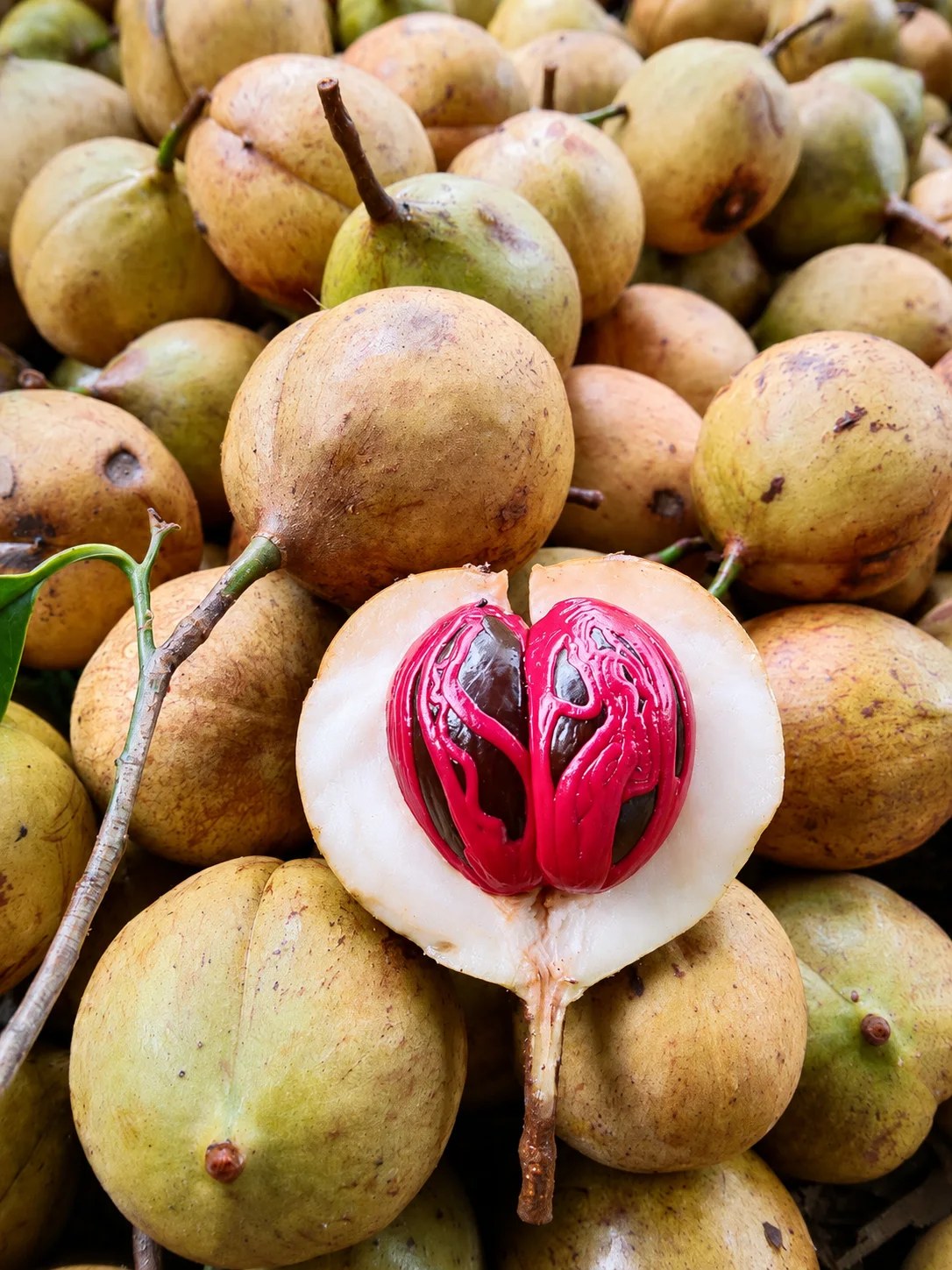 Nutmeg fruit opened to reveal the red mace aril