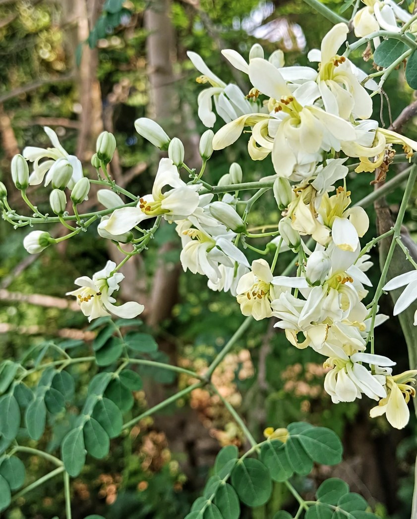 Moringa