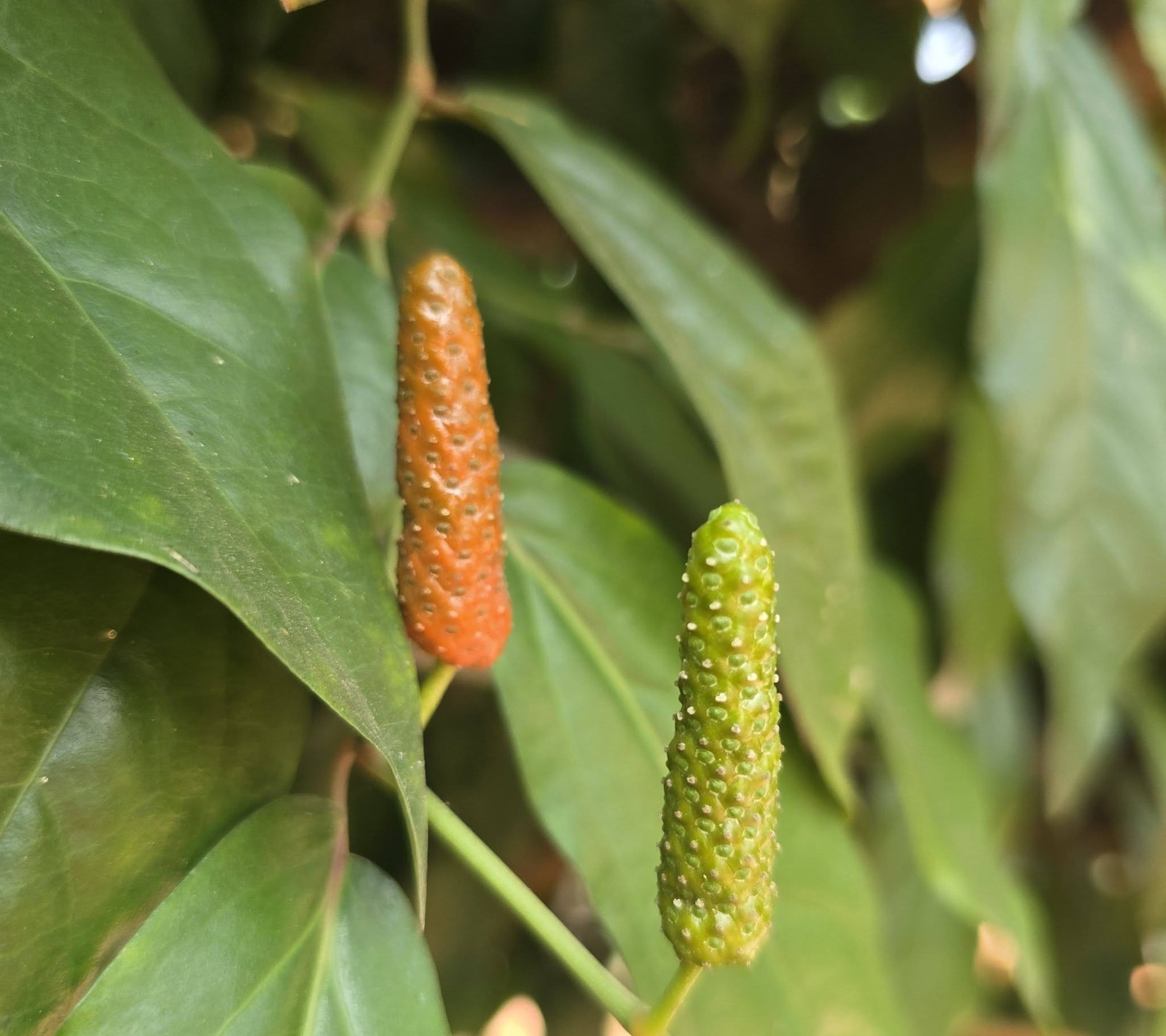 Ripening and green spikes on the vine