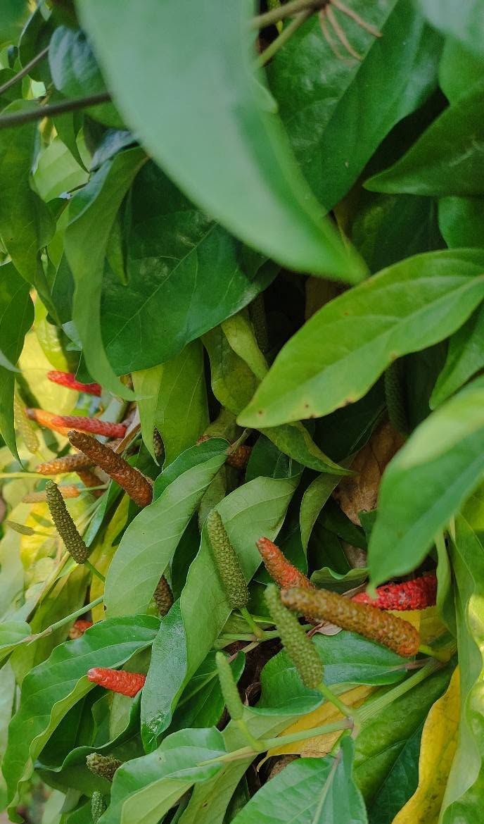 Javanese long pepper vine with leaves and fruit spikes