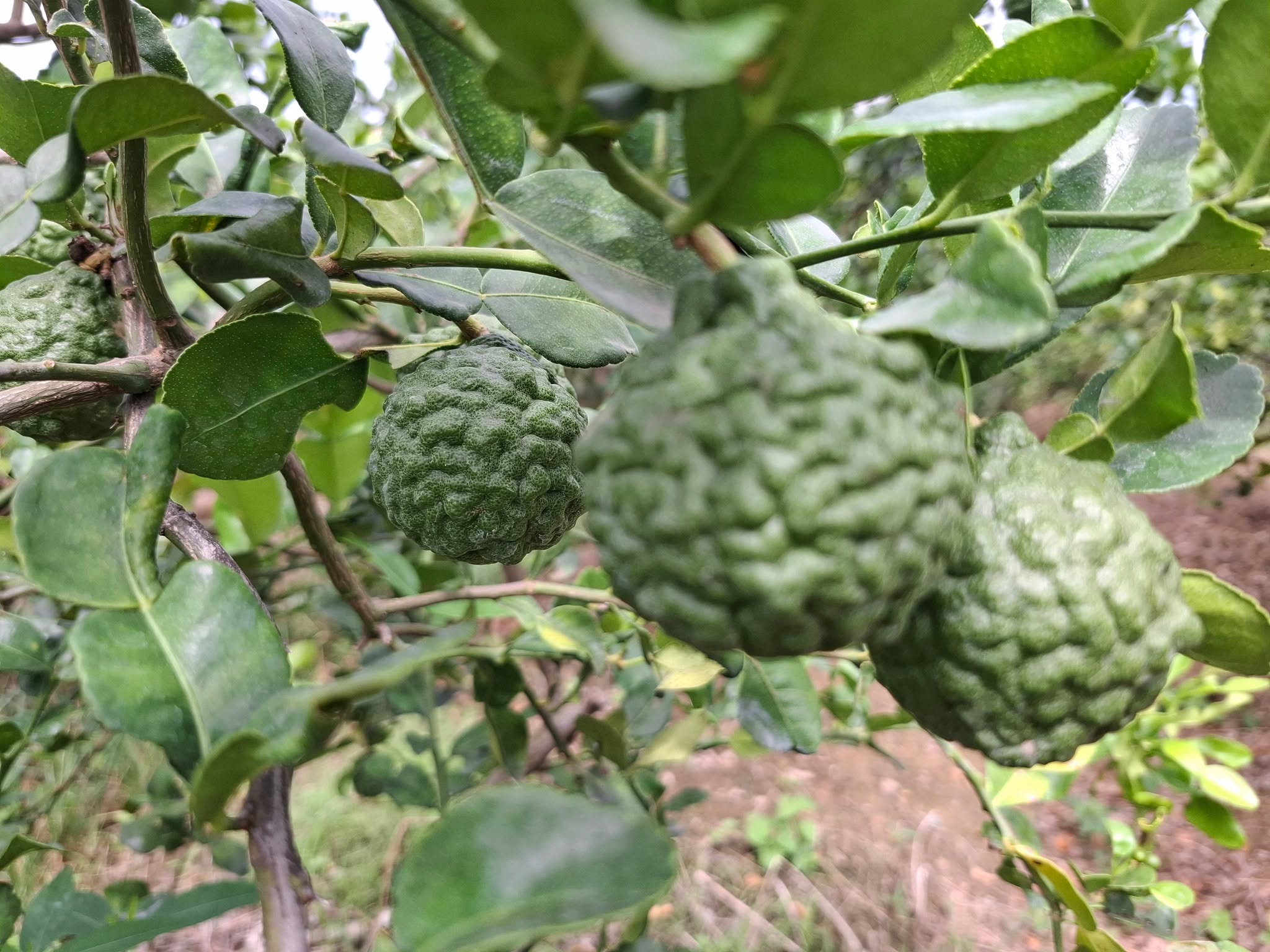 Makrut Lime · Citrus hystrix