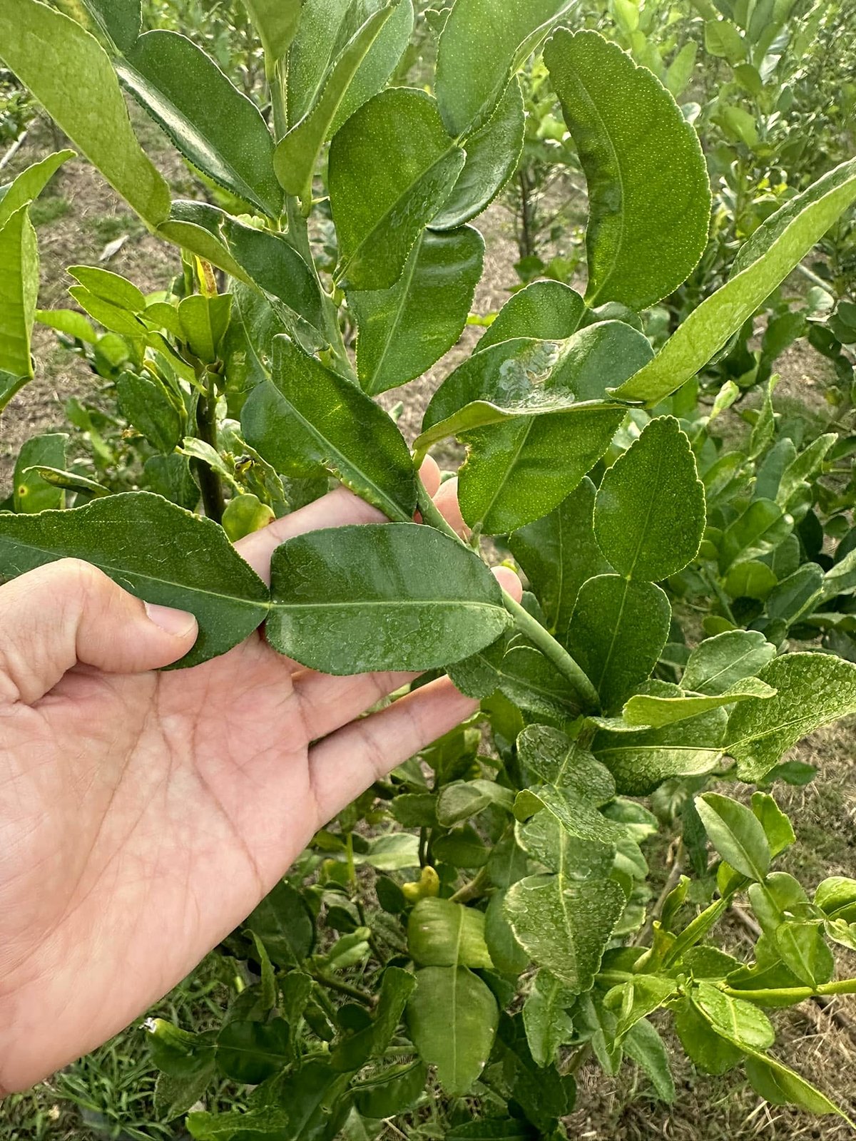The “double” leaf: a winged stalk almost as large as the blade