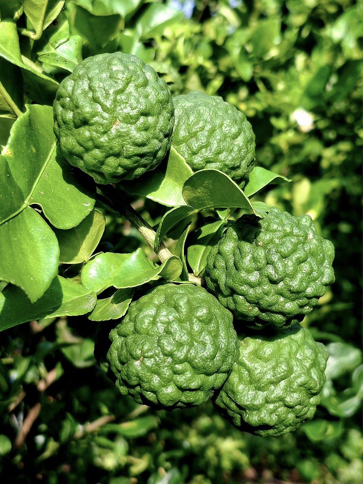 Makrut Lime