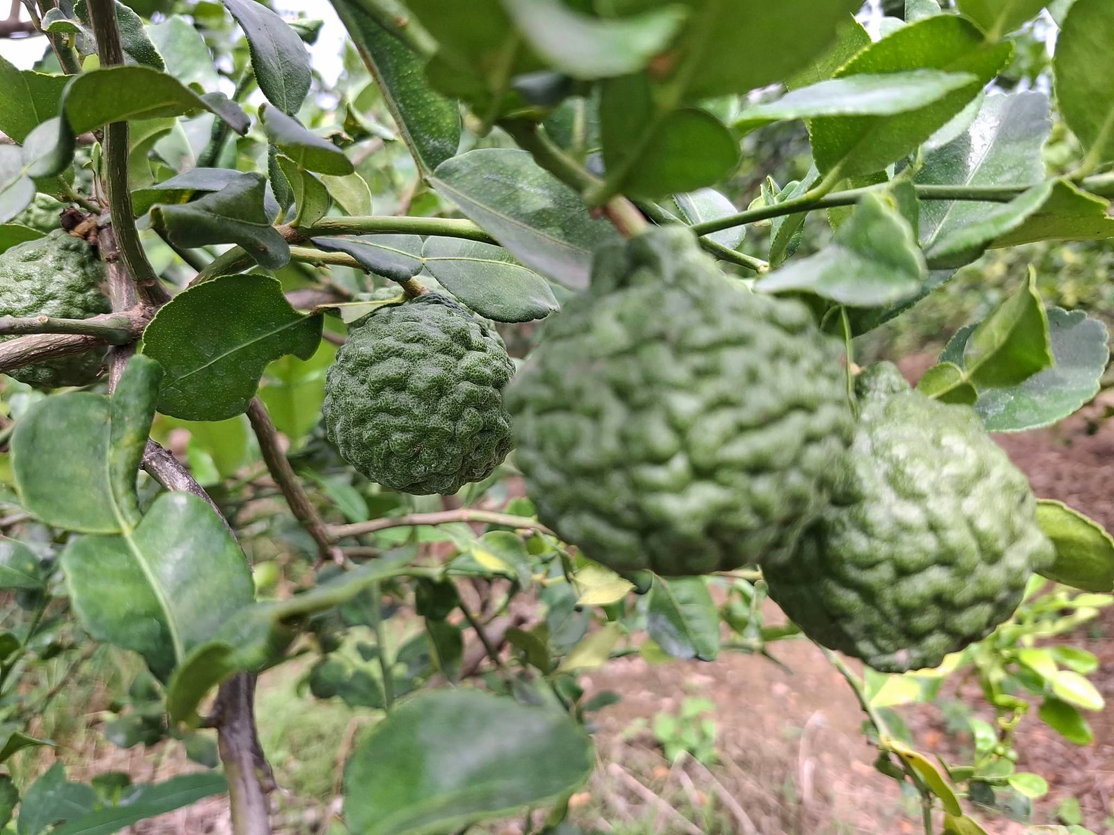 Fruits on the tree: small, with a thick, wrinkled peel
