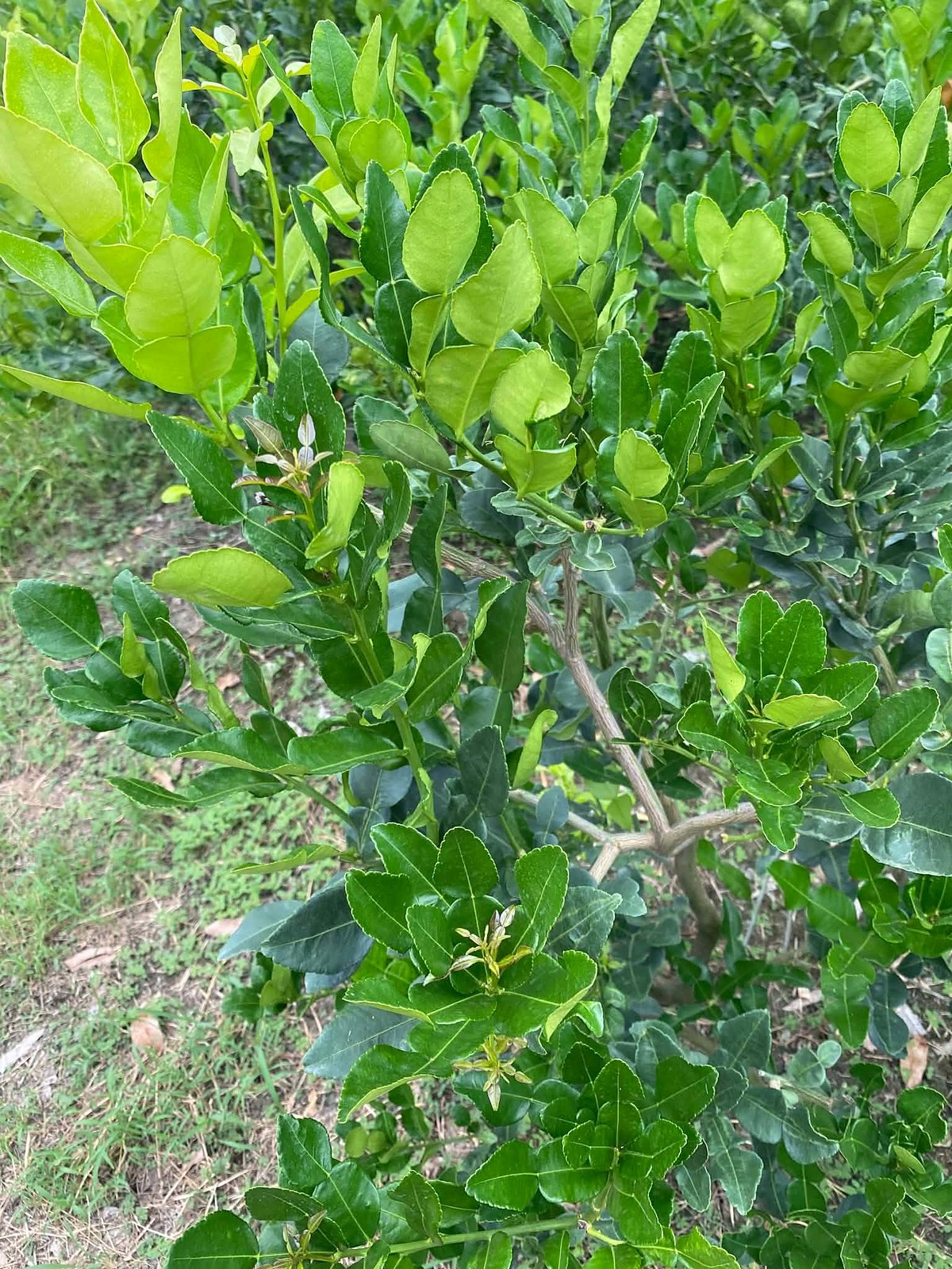 A young makrut lime tree