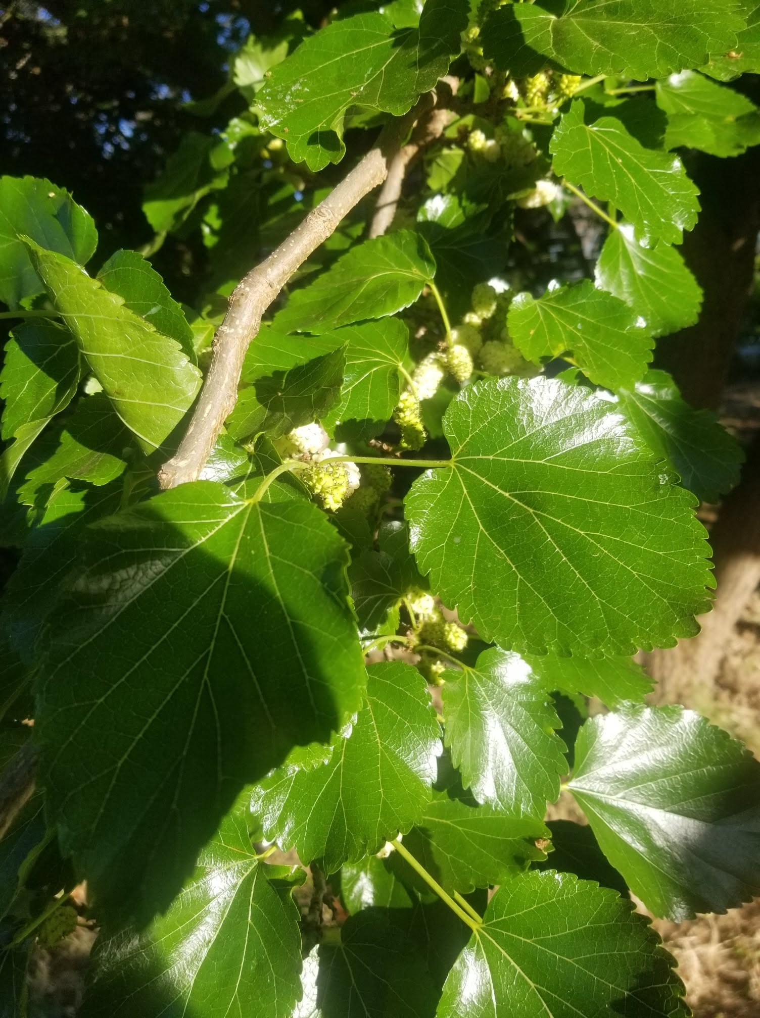 Mulberry Leaf · Morus alba