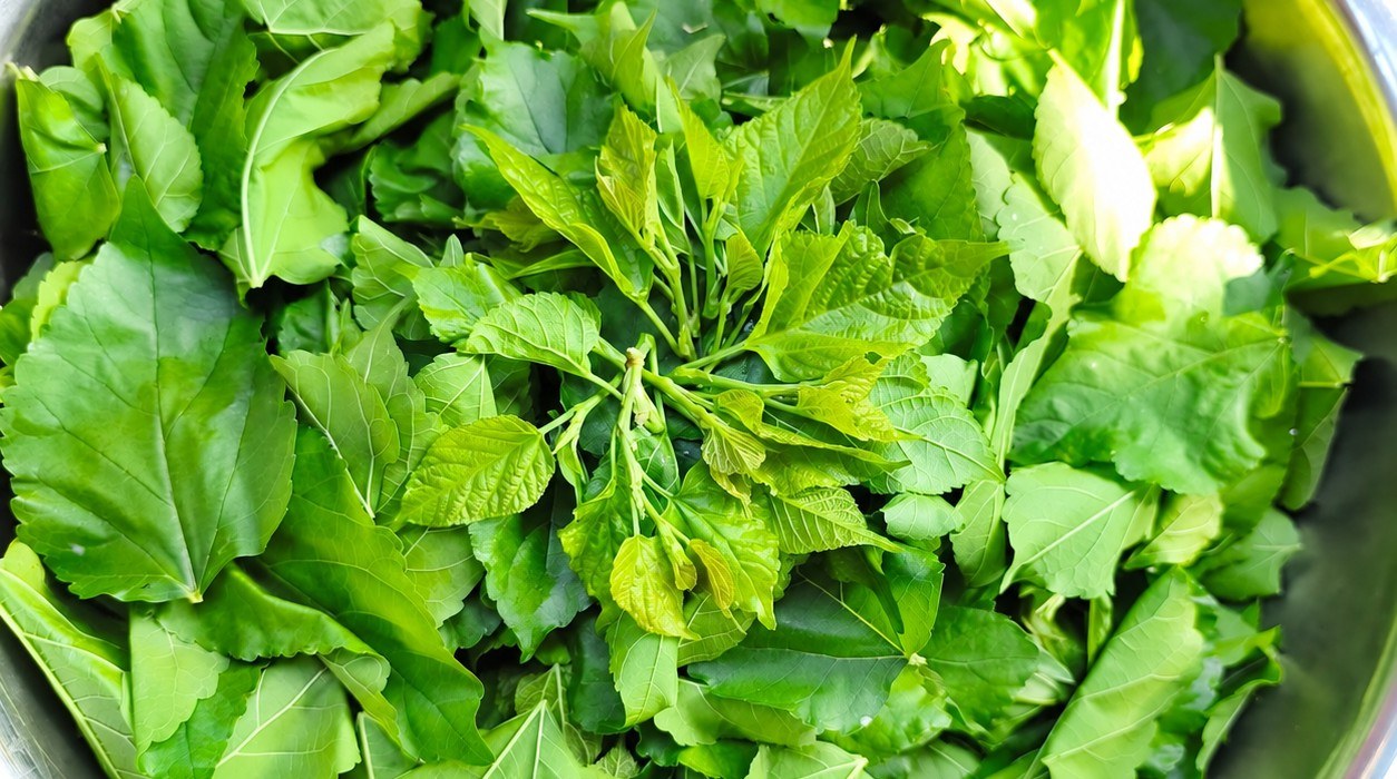 Freshly picked mulberry leaves