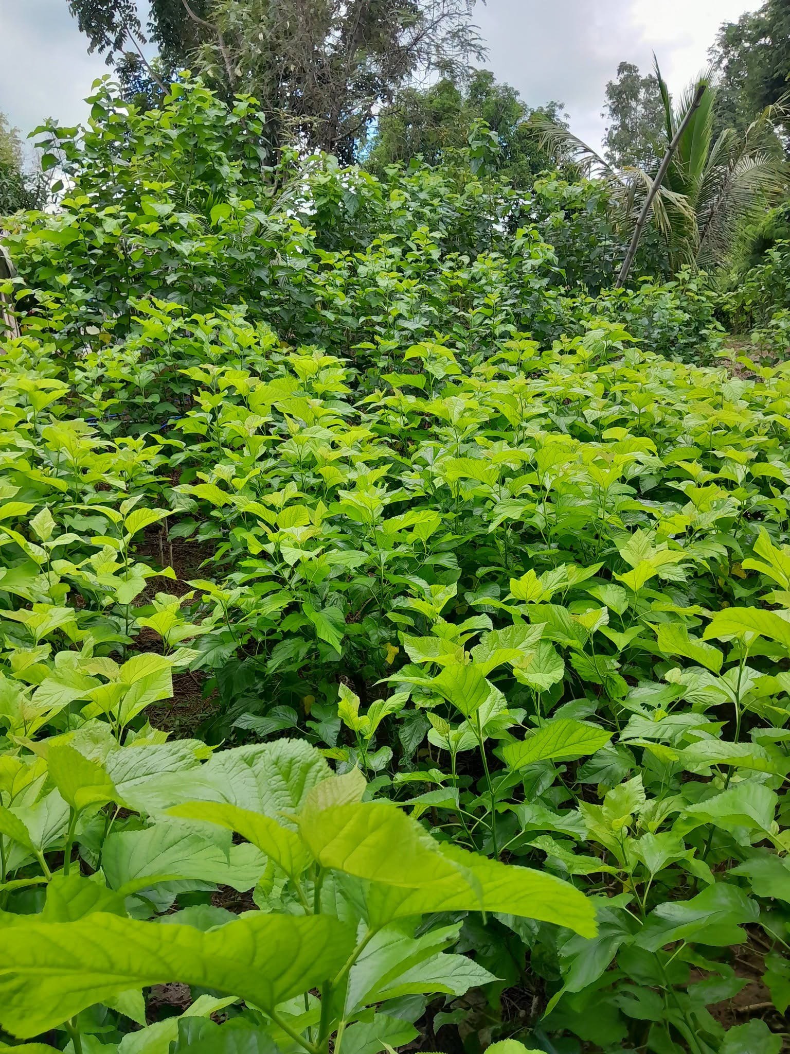 Mulberry grown as low bushes in Thailand
