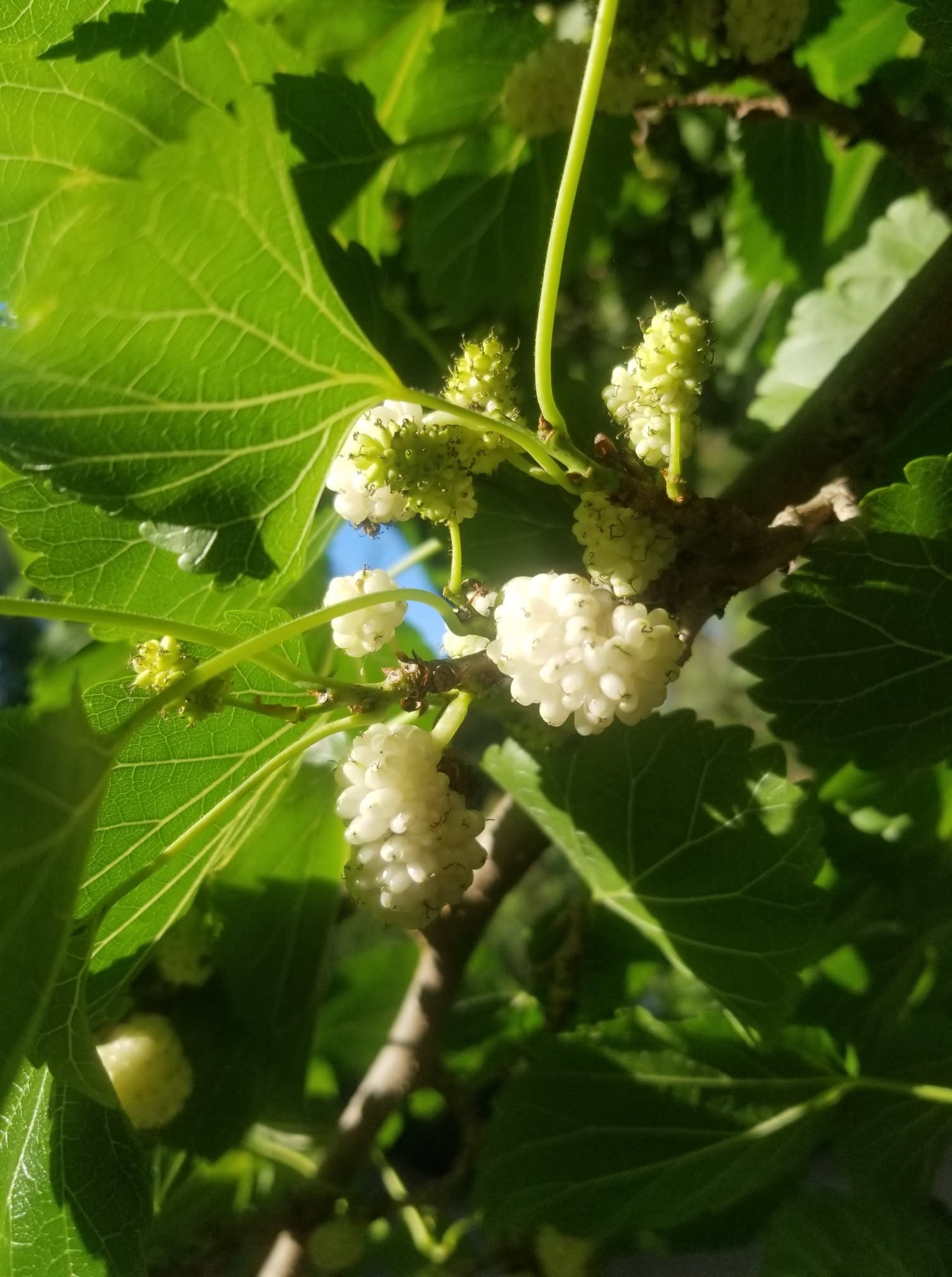 White mulberry fruit and leaves