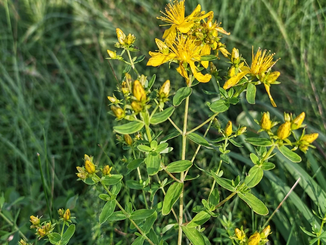 St John's wort flowering in a Latvian meadow