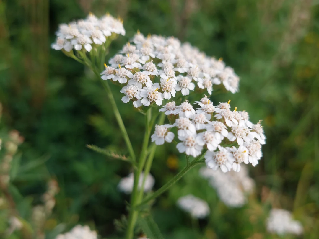Yarrow flowering in a Latvian meadow